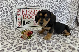 Drew - puppy for sale