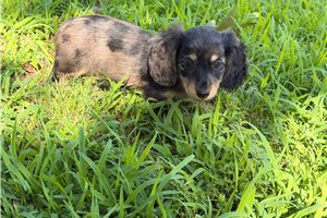 Rumi - Dachshund, Tweenie for sale