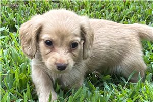 Harper - Dachshund, Tweenie for sale
