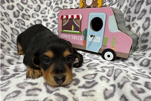 Knox - puppy for sale