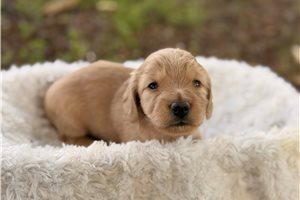 Reese - Dachshund, Tweenie for sale
