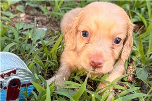Harris - puppy for sale