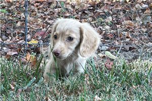 Harris - puppy for sale