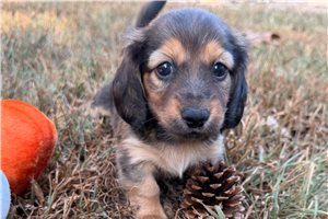 Eliza - Mini Dachshund for sale