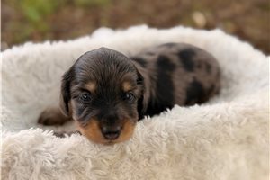 Rumi - puppy for sale