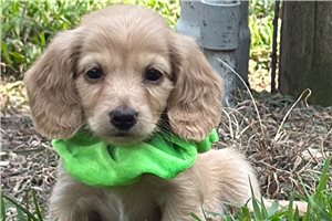 Harlow - Dachshund, Tweenie for sale