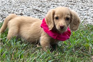 Harley - Dachshund, Tweenie for sale