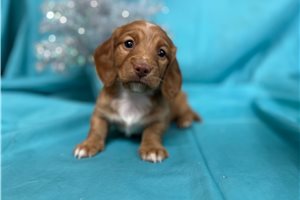 Novella - Dachshund, Mini for sale