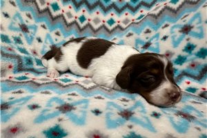 Leopold - Dachshund, Mini for sale