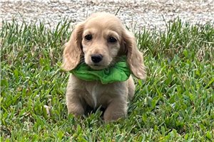 Harlow - Dachshund, Tweenie for sale