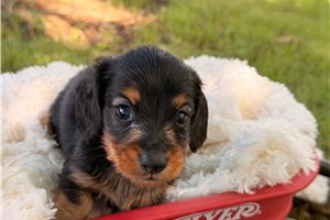 Newton - Dachshund, Mini for sale