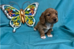 North - Dachshund, Mini for sale