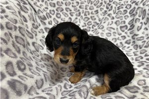 Katherine - puppy for sale