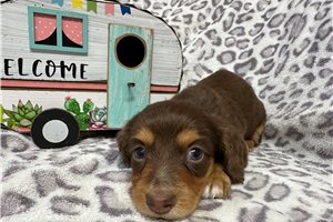 Kylie - puppy for sale