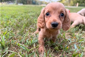 Deidre - puppy for sale