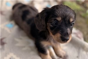 Rumi - Dachshund, Tweenie for sale