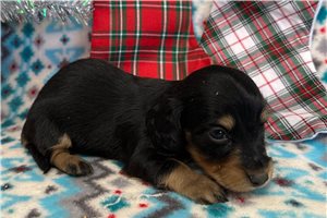 Celeste - Dachshund, Tweenie for sale