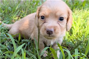 Harper - Tweenie Dachshund for sale
