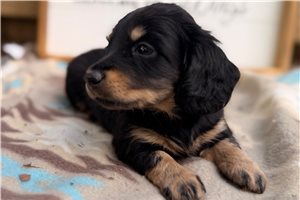 Ramona - Tweenie Dachshund for sale