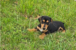 Drew - puppy for sale