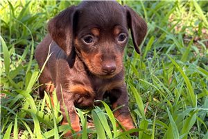 Genesis - puppy for sale