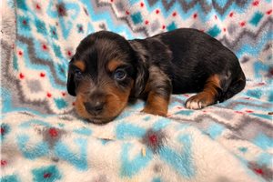 Silo - puppy for sale