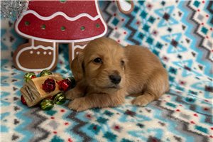 Cinnamon - Dachshund, Tweenie for sale