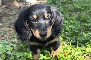 Ramona - Dachshund, Tweenie for sale
