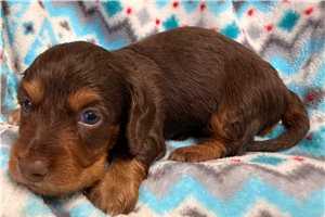 Silas - Mini Dachshund for sale