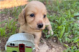 Harlow - Tweenie Dachshund for sale