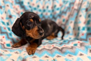 Vander - Mini Dachshund for sale