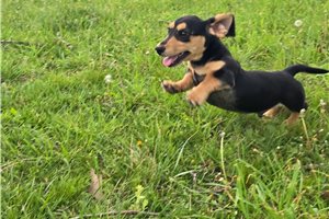 Daffy - Dachshund, Tweenie for sale