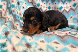 Sheba - puppy for sale
