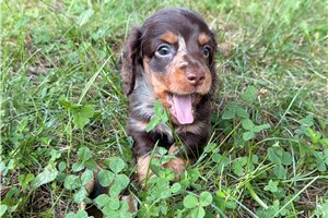 Titus - puppy for sale