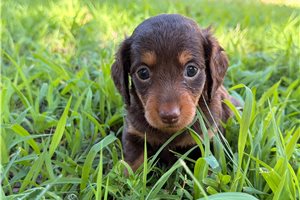 Gemma - puppy for sale