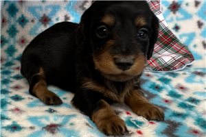 Ciara - Dachshund, Tweenie for sale