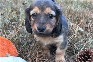 Eliza - Mini Dachshund for sale