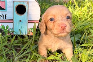 Harley - puppy for sale