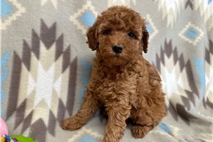 Sienna - Poodle, Miniature for sale