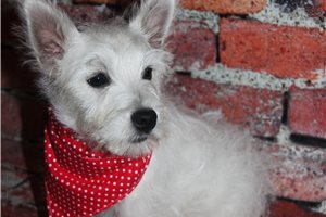 Alaya - West Highland White Terrier - Westie for sale