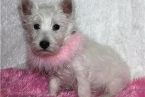 Maya - West Highland White Terrier - Westie for sale
