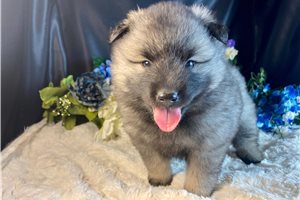 Valentina - Keeshond for sale