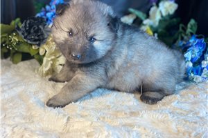 Vincenzo - puppy for sale