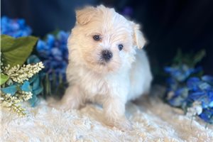 Arch - puppy for sale