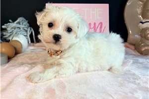 Maude - Maltese for sale