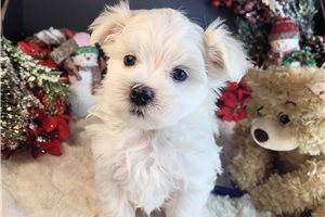 Ester - Maltese for sale
