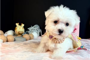 Mckenna - Maltese for sale