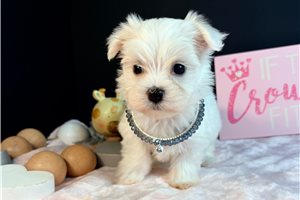 Meadow - Maltese for sale