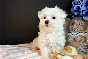 Mckenna - Maltese for sale