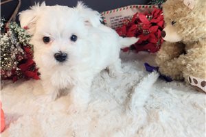 Emmy - Maltese for sale